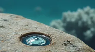 Chromatic Reverie: How Shells Capture the Transient Palette of Tides