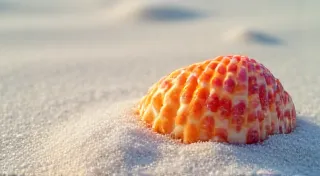 Rare Finds: Spotting Valuable Antique Shells in Your Collection