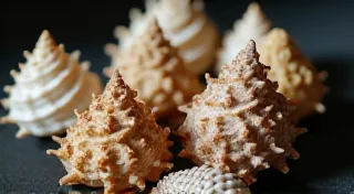 Collecting Murex Shells: Identification and Value