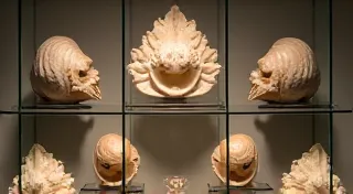 The Use of Seashells in Ancient Rituals and Symbolism